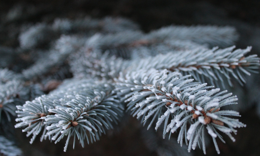 Frohe Weihnachten - Bild von Tannenzweig