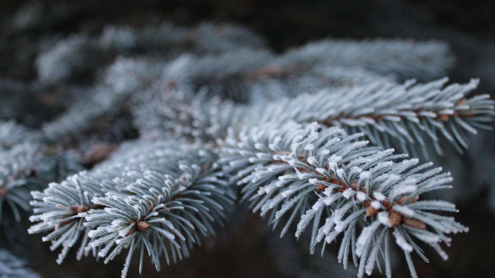 Frohe Weihnachten - Bild von Tannenzweig